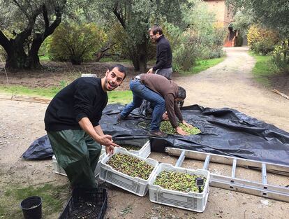 El equipo de ‘Los Madriles’ recolectando aceitunas.