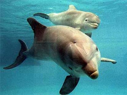 Dos crías de delfín nacidas en el Zoo Aquarium de Madrid.