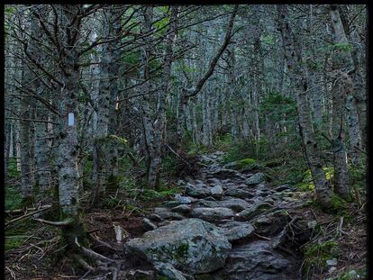 Bosque en las Montañas Blancas de New Hampshire (EE UU), en la cordillera de los Apalaches.