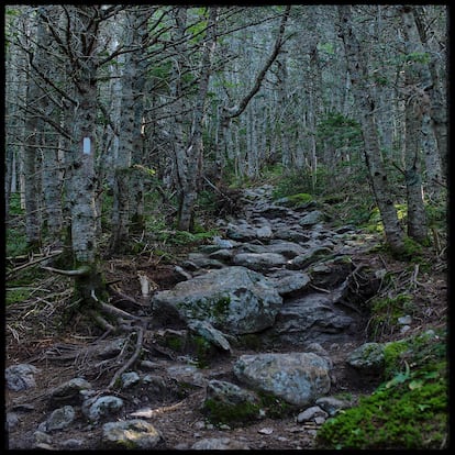 Bosque en las Montañas Blancas de New Hampshire (EE UU), en la cordillera de los Apalaches.