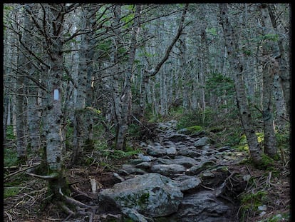 Bosque en las Montañas Blancas de New Hampshire (EE UU), en la cordillera de los Apalaches.