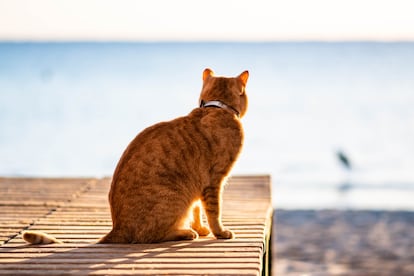 Un gato en Marsa Alam (Egipto).