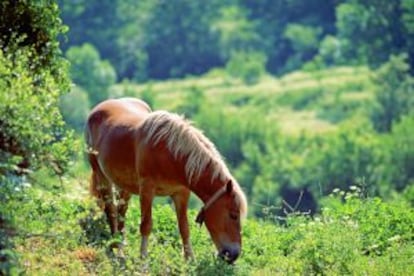 Un caballo cerca del monasterio de San Millán de Suso (La Rioja).