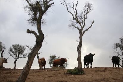 Reses en la finca de Núñez del Cubillo.