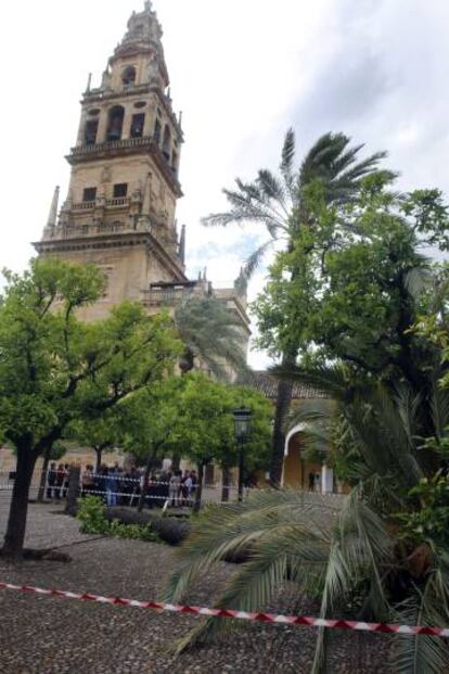 Palmera caída en el Patio de los Naranjos de la Mezquita de Córdoba debido a la breve pero intensa tormenta de granizo y las rachas de viento.