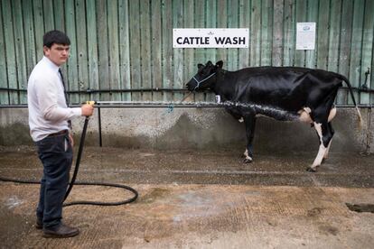 Un joven agricultor lava una vaca el primer día de 'The Royal Cheshire County Show' en Tabley, cerca de Knutsford, en el norte de Inglaterra.