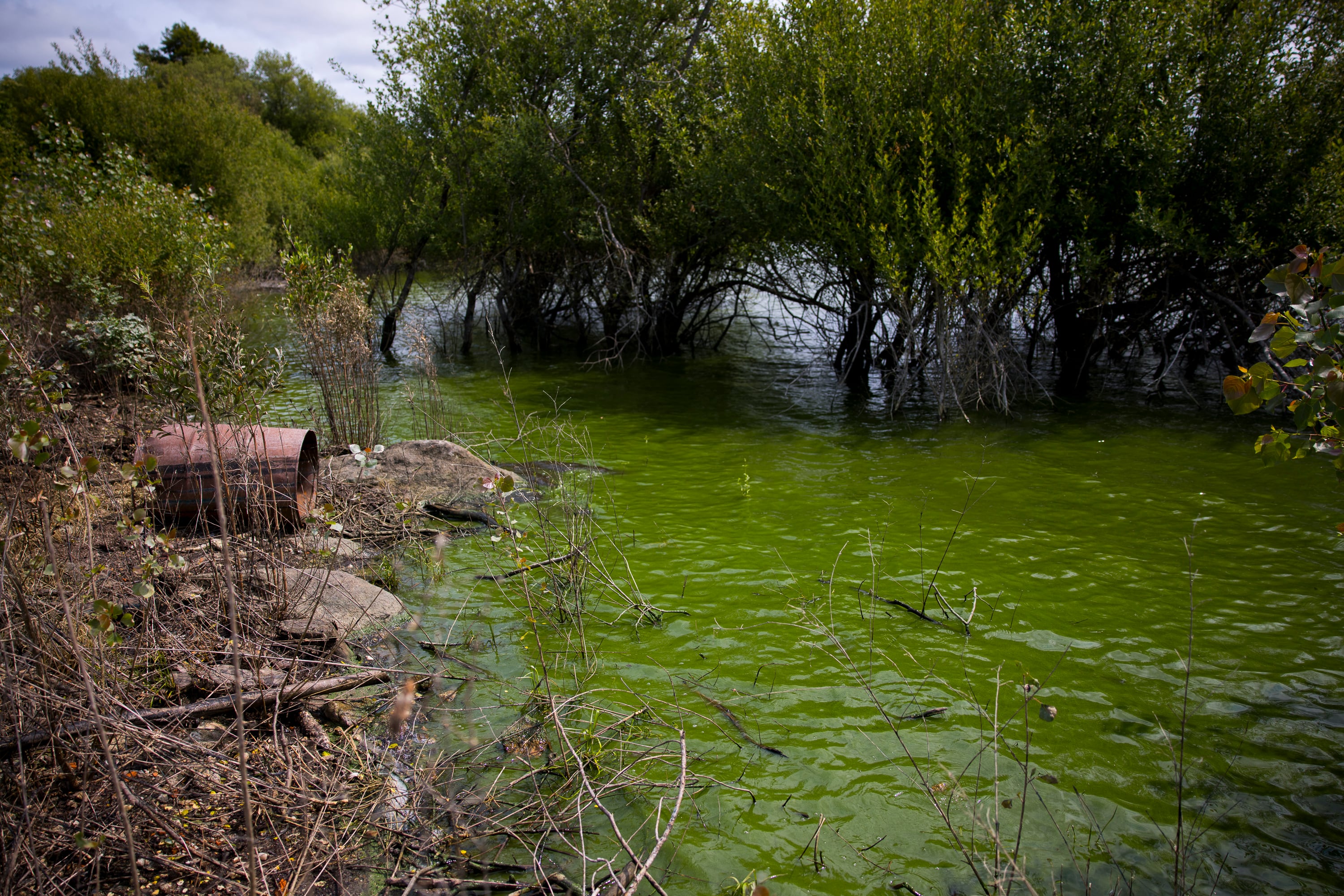 Agua de As Conchas esta semana, con el característico color verde de las cianobacterias.