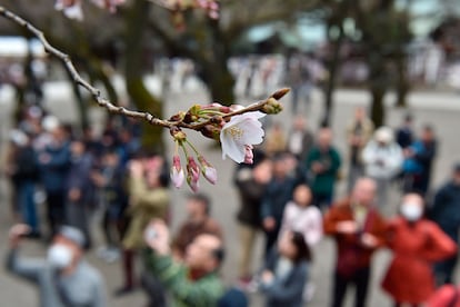 Sólo en 2015, más de 1,5 millones de foráneos desembarcaron en el archipiélago japonés en marzo y más de 1,7 millones lo hicieron en abril, lo que supuso, respectivamente, un 45,3 por ciento y un 43,3 por ciento más que un año antes, según datos de la Organización Nacional de Turismo.