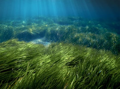 The seabed of one of the beaches of Formentera, the smallest island which belongs to Spain’s Balearic Islands in the Mediterranean.