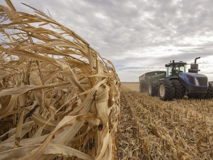 Un campesino transporta maíz en grano cosechado en un campo en Chesterville, Ontario, Canadá.