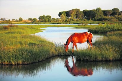 Marismas de Do&ntilde;ana en Almonte, Huelva. 