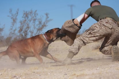 Un gos de presa en un exercici amb els Marines dels EUA el 2009.