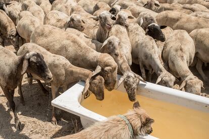 Un rebaño de ovejas bebe agua en una bañera de Los Martínez del Puerto (Murcia).