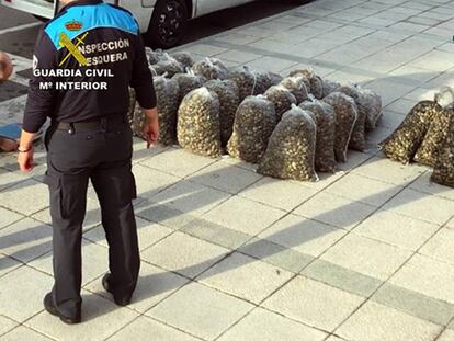 Bolsas con una de las partidas de almejas tóxicas decomisadas en Cantabria.