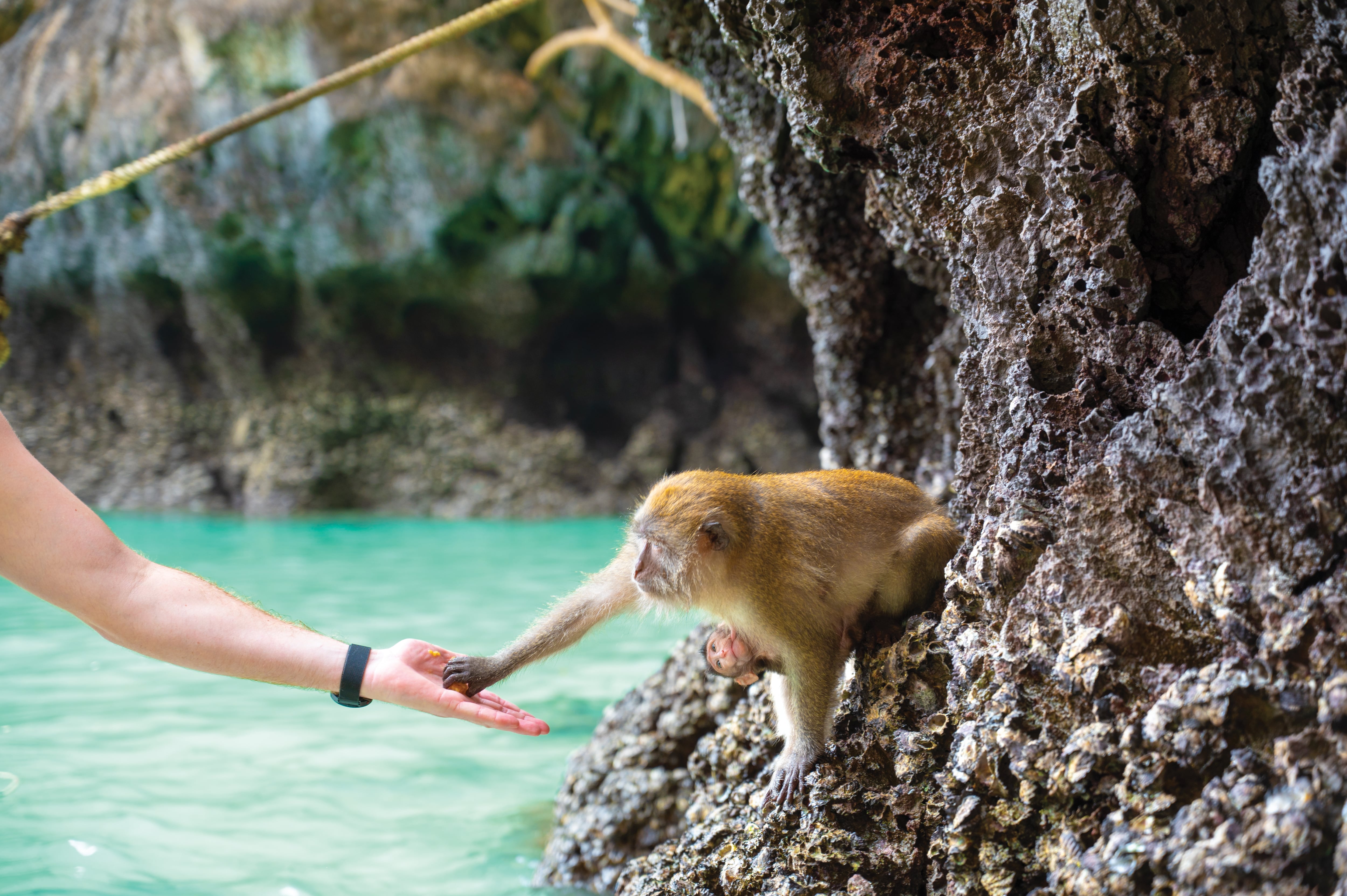 Monos en viajes exóticos y murciélagos en España: los mordiscos de animales son ya un problema de salud pública en verano 