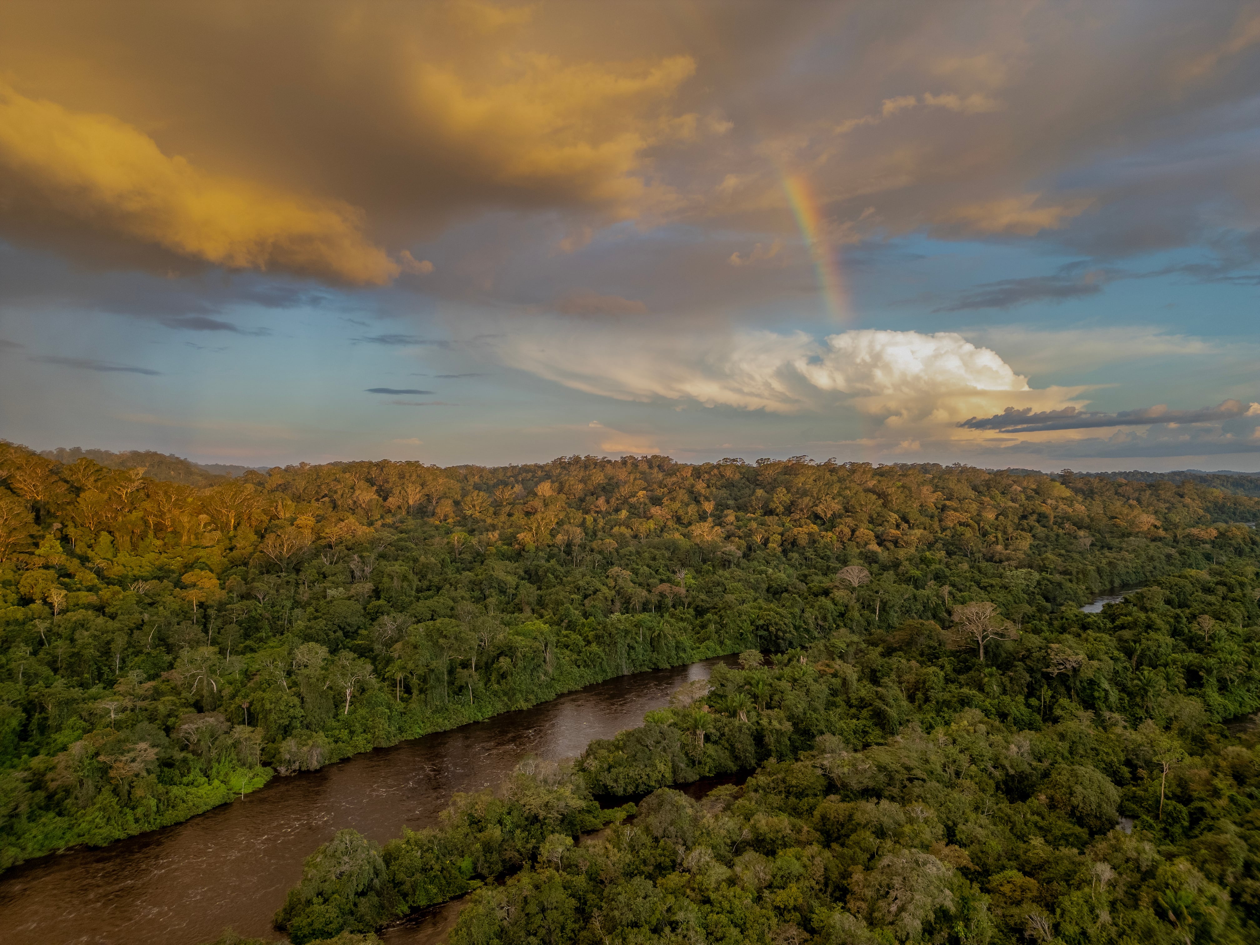 La expedición que buscaba el árbol más alto de Amazonia y encontró un santuario de ejemplares gigantes