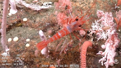 Este muestreo de las especies marinas ha permitido a los científicos confirmar y descartar teorías pendientes.