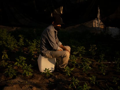 Pedro Flores, de 53 años, en la huerta que cuida, en Apatzingán.