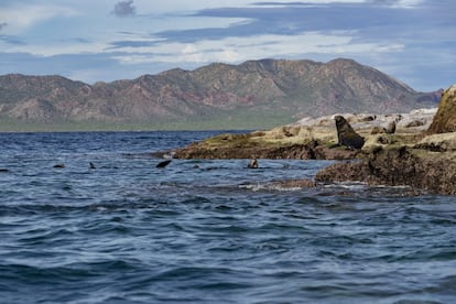 Lobos marinos en la costa mexicana del Pacífico.