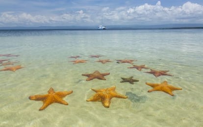 Estrellas de mar en la playa de Boca de Brago, en la isla de Col&oacute;n (Panam&aacute;).