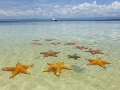 Estrellas de mar en la playa de Boca de Brago, en la isla de Col&oacute;n (Panam&aacute;).
