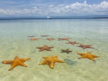 Estrellas de mar en la playa de Boca de Brago, en la isla de Colón (Panamá).