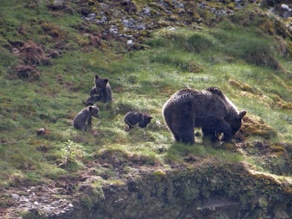 Osos en la parte occidental de la Cordillera Cantábrica.