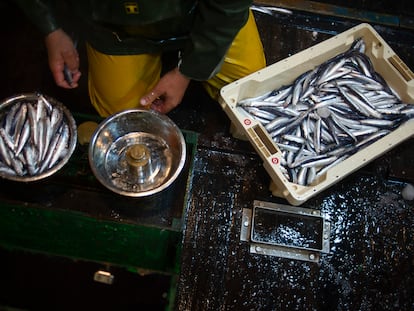 Las anchoas tienen una concentración valiosa de nutrientes a un precio más asequible que otros pescados.