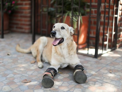 Pay de Limón, cuyas patas fueron mutiladas por Los Zetas, fue encontrado por la propietaria del santuario Milagros Caninos y ahora compite por el galardón "La mascota favorita de América".