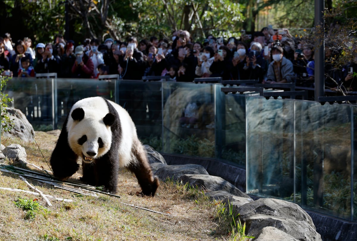 Japón se despide de sus últimos pandas, víctimas de la tensión diplomática con China