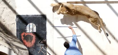 Un entrenador usa un palo para provocar a una leona, que anteriormente era propiedad del ex presidente de Yemen, Ali Abdullah Saleh, en el zoológico de Sanaa (Yemen), 20 de enero.