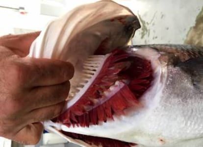 Agallas de una lubina desangrada a bordo de un barco de Artesans da Pesca.