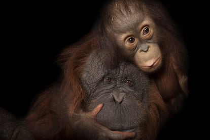 Joel Sartore lleva quince años con el proyecto de PhotoArk. Su plan es seguir recorriendo el planeta y haciendo fotos de especies amenazadas.