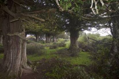 Braña los Tejos, en Cantabria.