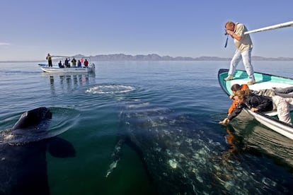 Ballenas en Baja California.