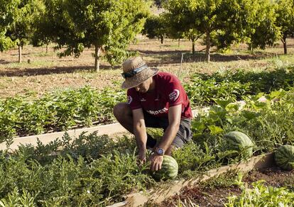 Joan, uno de los trabajadores de los campos de cultivo de Son Fortesa.