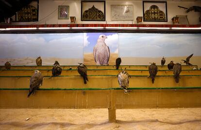 Diferentes tipos de halcones puestos a la venta en el zoco de Doha. Los halcones se siguen utilizando hoy en día por la misma razón que hace tiempo: para cazar. Aunque en la actualidad la cetrería se ha convertido en un deporte consolidado, en un pasatiempo digno y en una prueba de comercio internacional.