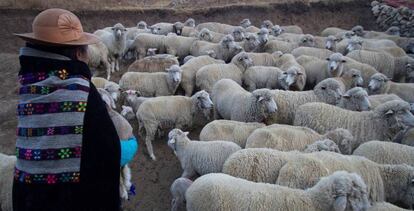 Una pastora cuida de sus ovejas en Perú. La equinococosis quística o hidatidosis afecta sobre todo a comunidades rurales y pobres en contacto con ganado y perros.