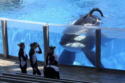 A orca Tilikum, no SeaWorld.