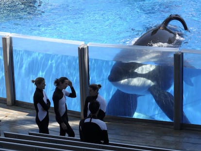 A orca Tilikum, no SeaWorld.