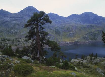 Un pino negro junto al ibón (lago glarciar) de Respumoso, en el circo de Piedrafita, Sallent de Gallego (Huesca).