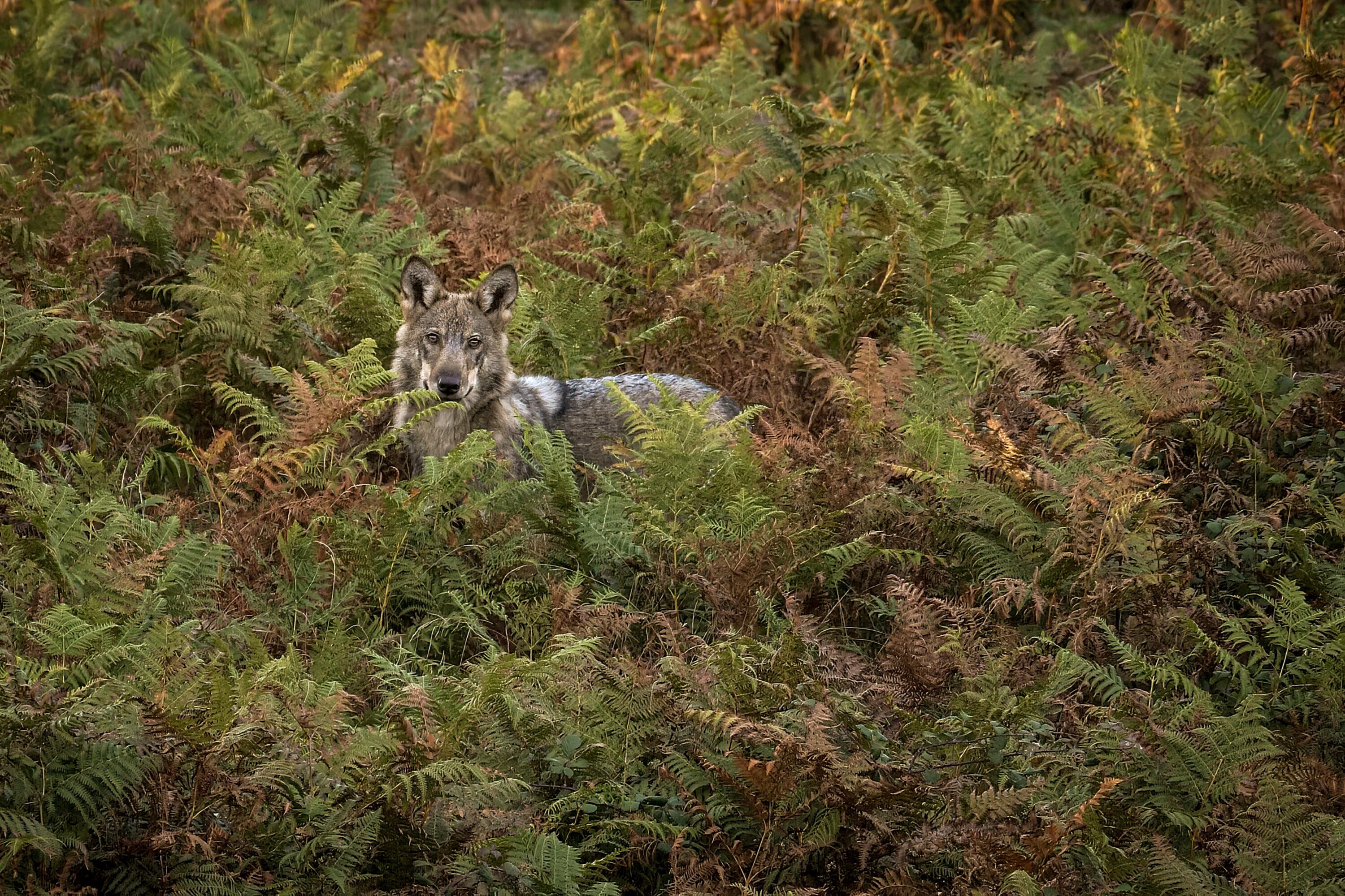 Retrato íntimo del lobo ibérico