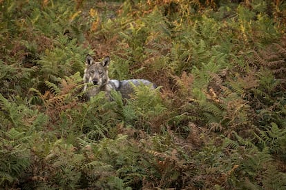 Lobo ibérico