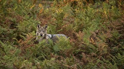 Un lobo ibérico fotografiado en el sur de Galicia.