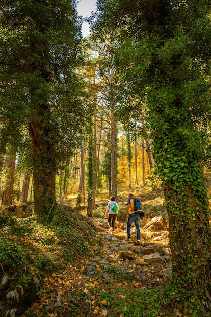 Para subir a esta cima no es necesario ser senderista experto, pero sí disponer de cierto fondo y de ganas de caminar. Con 1.813 metros de altitud sobre el nivel del mar, Peñagolosa es el pico más elevado de la provincia de Castellón y el segundo en altitud de toda la Comunidad Valenciana, solo ligeramente superada por el Cerro Calderón, en la sierra de Javalambre, en el término valenciano del Rincón de Ademuz. Pero lo que hace realmente singular a Peñagolosa es su belleza agreste e inalterada. Esta montaña, ubicada en el parque natural del mismo nombre, en la comarca histórica del Maestrazgo, sorprende por sus frondosos pinares y sus espectaculares vistas panorámicas de las comarcas de Castellón e incluso de las vecinas tierras aragonesas. Se puede acceder desde el municipio de Vistabella del Maestrazgo, y su evocador nombre lo dice todo.