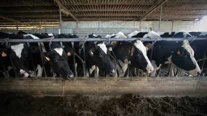 Varias vacas durante el ordeño en la ganadería Bértolos e Serranos, a 19 de febrero de 2023, en Macedo (Lugo).