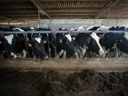 Varias vacas durante el ordeño en la ganadería Bértolos e Serranos, en Lugo, Galicia.