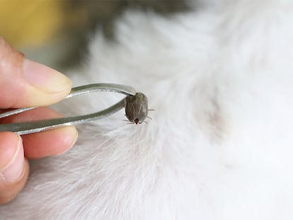 Una persona quitando una garrapata del pelo del perro.