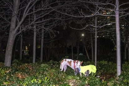 El galgo 'Jade' con su gran amigo 'Holy', en Madrid Río. 
