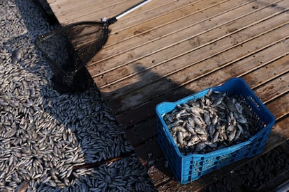 Image of fish collected on Wednesday in the Greek port of Volos. 